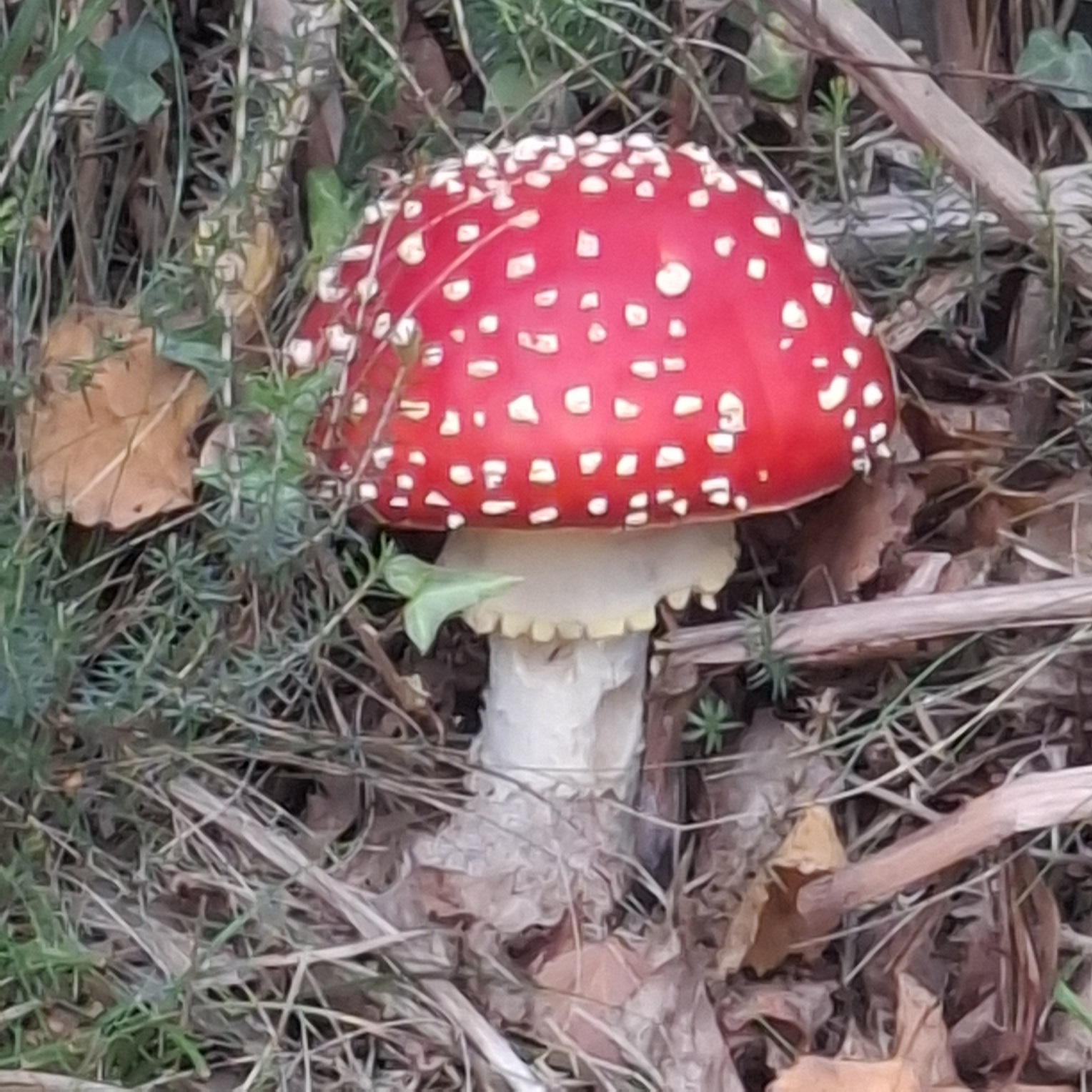 Amanita muscaria -July to Sept New Forest