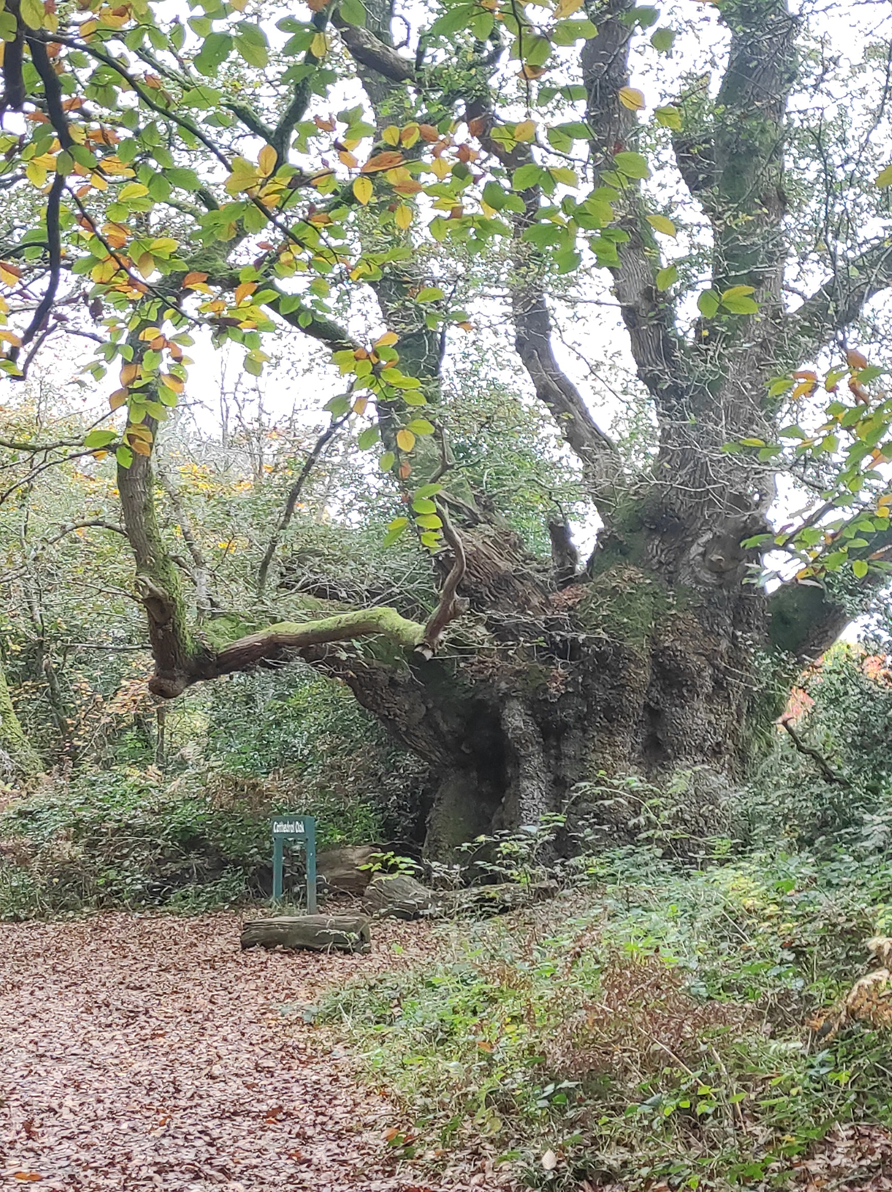Cathedral Oak Savenake too
