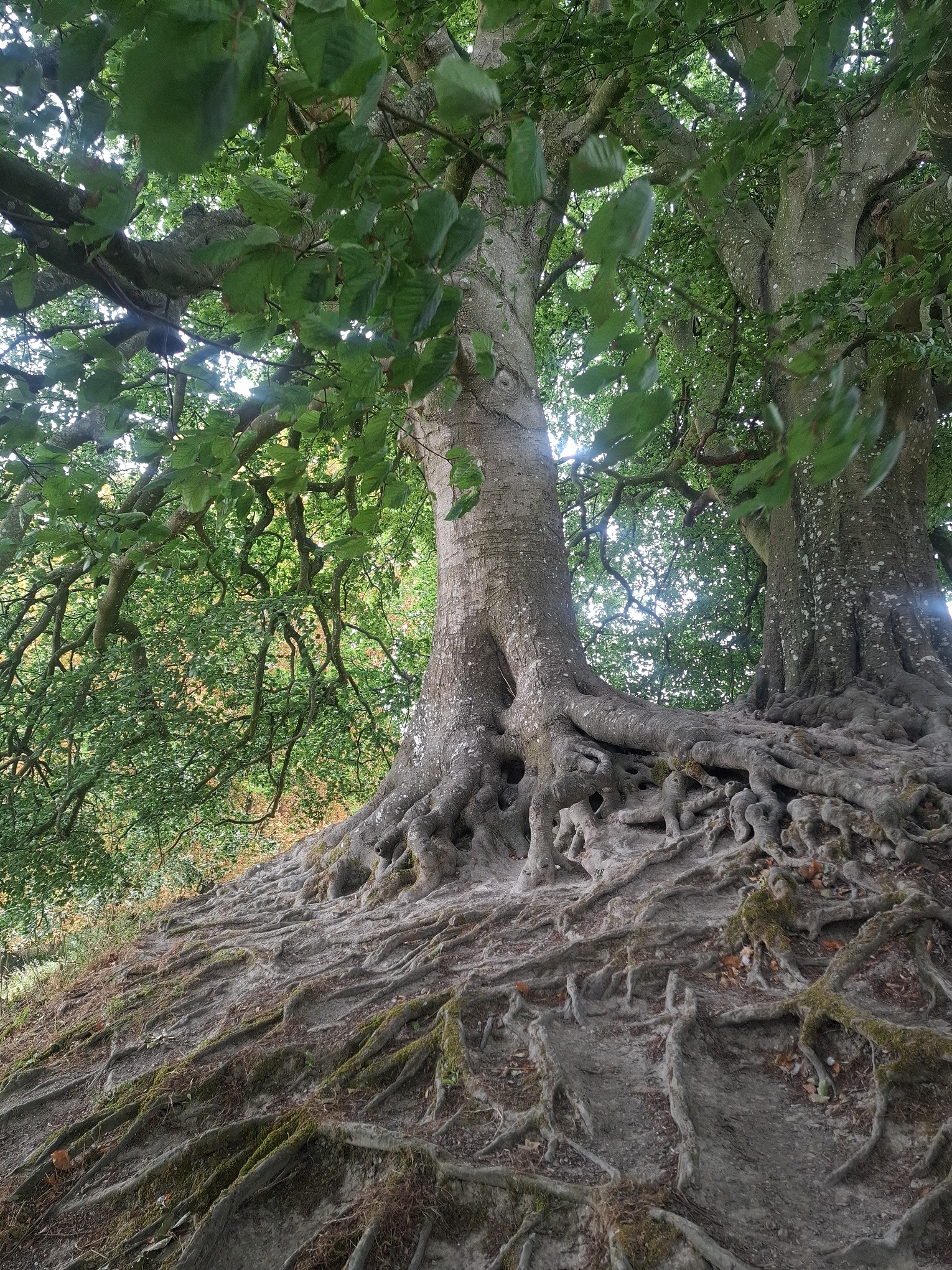 Avebury Tree roots