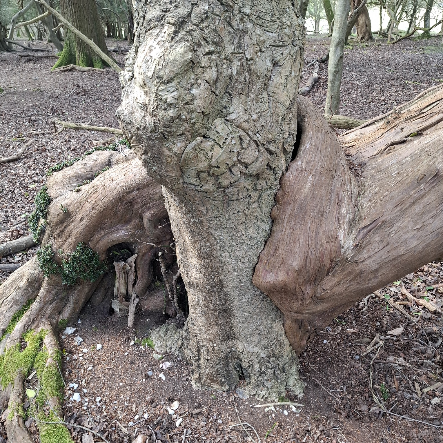 Yew tree and Holly intergrate